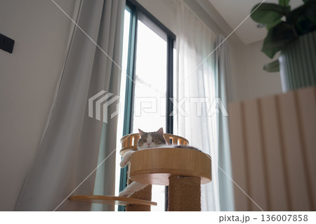 pet care concept with play and happy feeling with cat in living room 136007858