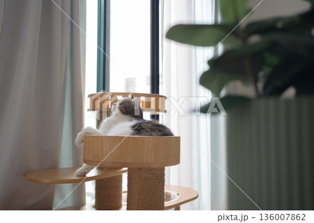 pet care concept with play and happy feeling with cat in living room pet care concept with play and happy feeling with cat in living room 136007862