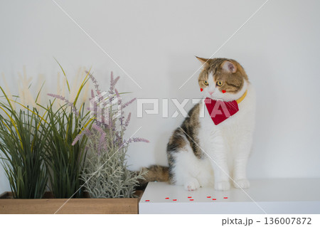 pet care concept with scottish cat play and fun in cat house 136007872
