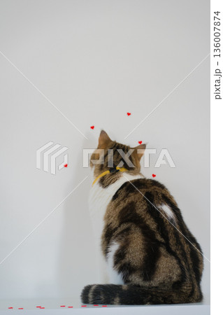 pet care concept with scottish cat play and fun in cat house pet care concept with scottish cat play and fun in cat house 136007874