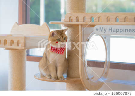 pet care concept with british cat play and fun in cat house pet care concept with british cat play and fun in cat house 136007875