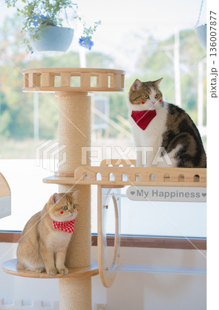 pet care concept with british and scottish cat play and fun in cat house pet care concept with british and scottish cat play and fun in cat house 136007877