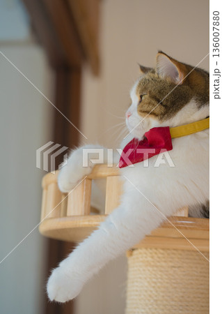 pet care concept with scottish cat play and fun in cat house pet care concept with scottish cat play and fun in cat house 136007880