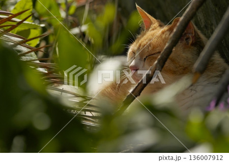猫のいる風景 136007912