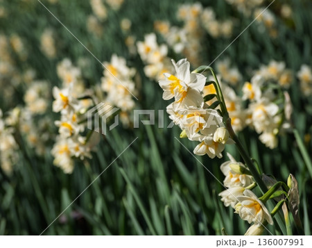 八重咲き水仙が咲き誇る早春の公園 八重咲き水仙が咲き誇る早春の公園 136007991