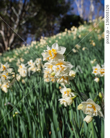 早春の公園に咲く八重咲き水仙 縦構図の花風景 早春の公園に咲く八重咲き水仙 縦構図の花風景 136008326