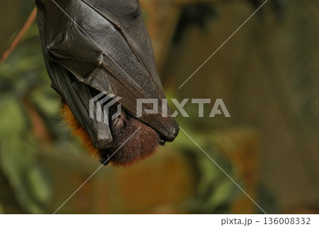 眠たい 眠たい 136008332