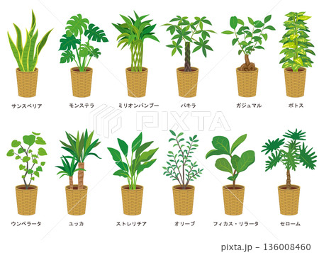 観葉植物イラストセット 観葉植物イラストセット 136008460
