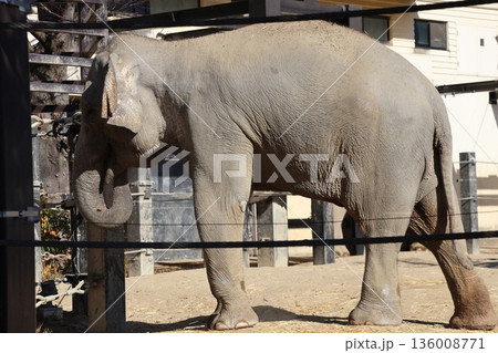 長い鼻を口に入れ何かを食べるアジアゾウのいる動物園の風景 長い鼻を口に入れ何かを食べるアジアゾウのいる動物園の風景 136008771
