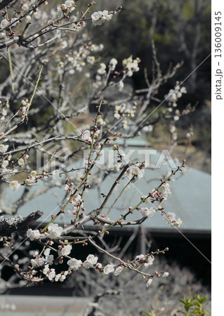 鎌倉 瑞泉寺の白梅 鎌倉 瑞泉寺の白梅 136009145
