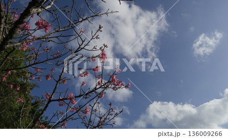 青空に咲く沖縄の寒緋桜 136009266