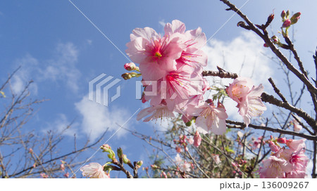 青空に咲く沖縄の寒緋桜 136009267