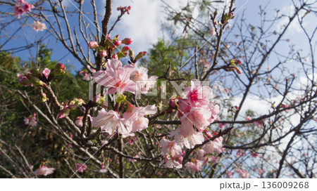 青空に咲く沖縄の寒緋桜 136009268