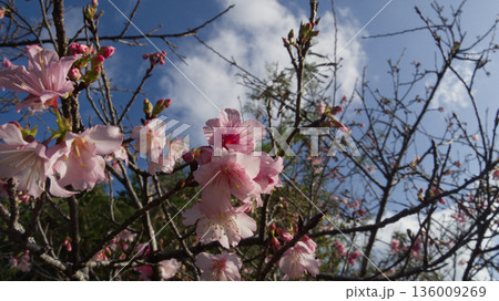 青空に咲く沖縄の寒緋桜 136009269