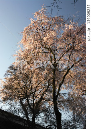 春の京都市内の神社仏閣では、あちこちで桜の花が咲き大変人出が多くなり賑わいます。 春の京都市内の神社仏閣では、あちこちで桜の花が咲き大変人出が多くなり賑わいます。 136009285