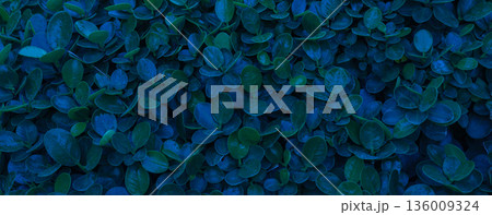 Herb wall, plant wall, natural green wallpaper and background. 136009324