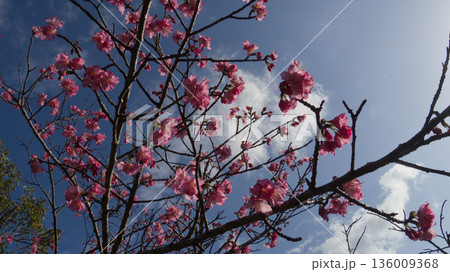 青空に咲く沖縄の寒緋桜 136009368