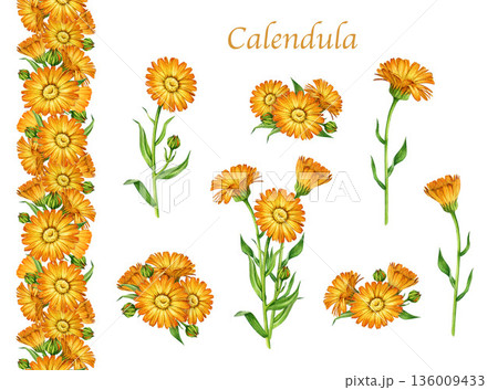 Calendula medicinal plant with flowers watercolor illustration set. Hand drawn calendula officinalis healing anti inflammatory herb elements, seamless border natural collection on white background Calendula medicinal plant with flowers watercolor illustration set. Hand drawn calendula officinalis healing anti inflammatory herb elements, seamless border natural collection on white background 136009433