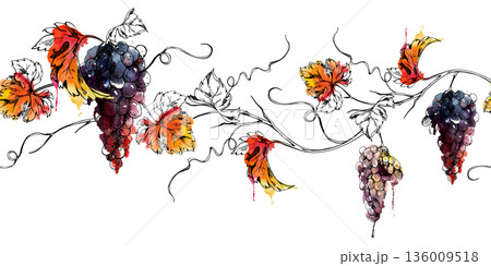 Vine seamless banner of ripe grape clusters, leaves and tendrils. Isolated illustration hand drawn in watercolor and ink for winery visuals, posters, websites, artisan packaging, magazine features. 136009518
