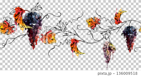 Vine seamless banner of ripe grape clusters, leaves and tendrils. Isolated illustration hand drawn in watercolor and ink for winery visuals, posters, websites, artisan packaging, magazine features. Vine seamless banner of ripe grape clusters, leaves and tendrils. Isolated illustration hand drawn in watercolor and ink for winery visuals, posters, websites, artisan packaging, magazine features. 136009518