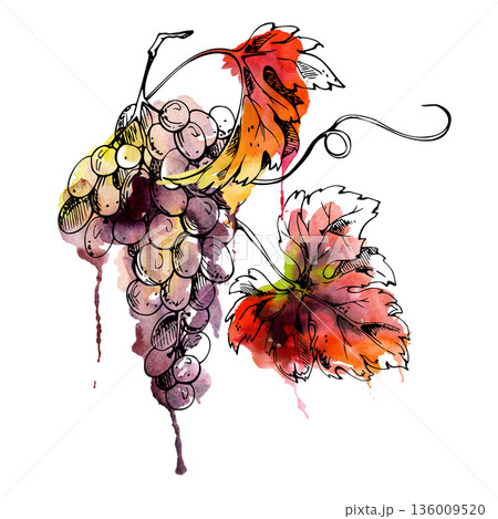 Fresh grape cluster with leaves, vine tendrils. Pinot noir, cabernet or merlot isolated illustration hand drawn in watercolor and ink for vineyard branding, packaging, restaurant menus, recipe books. Fresh grape cluster with leaves, vine tendrils. Pinot noir, cabernet or merlot isolated illustration hand drawn in watercolor and ink for vineyard branding, packaging, restaurant menus, recipe books. 136009520