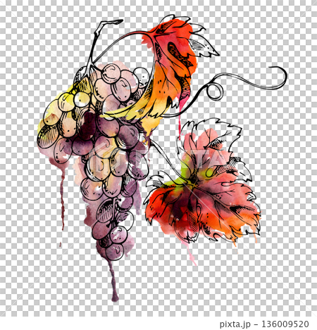 Fresh grape cluster with leaves, vine tendrils. Pinot noir, cabernet or merlot isolated illustration hand drawn in watercolor and ink for vineyard branding, packaging, restaurant menus, recipe books. Fresh grape cluster with leaves, vine tendrils. Pinot noir, cabernet or merlot isolated illustration hand drawn in watercolor and ink for vineyard branding, packaging, restaurant menus, recipe books. 136009520