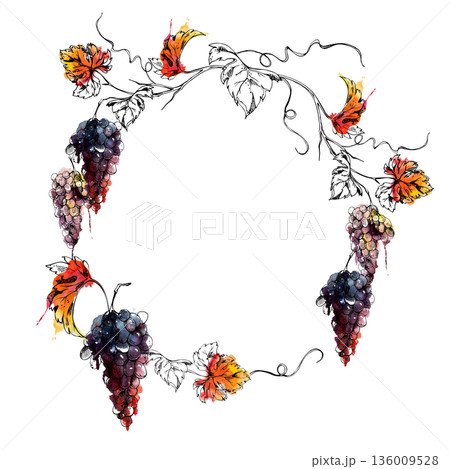 Wreath frame of ripe grape bunches on curving leafy vine in watercolor and ink. Perfect for wine labels, viticulture brochures, wrapping accents, restaurant branding and gourmet product identity. Wreath frame of ripe grape bunches on curving leafy vine in watercolor and ink. Perfect for wine labels, viticulture brochures, wrapping accents, restaurant branding and gourmet product identity. 136009528