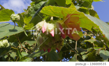 南国に咲くドンベヤ・ワリッキーの花 南国に咲くドンベヤ・ワリッキーの花 136009535