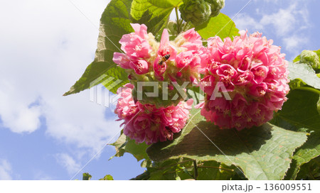 ドンベヤ・ワリッキーの花と蜜を集めるミツバチ ドンベヤ・ワリッキーの花と蜜を集めるミツバチ 136009551