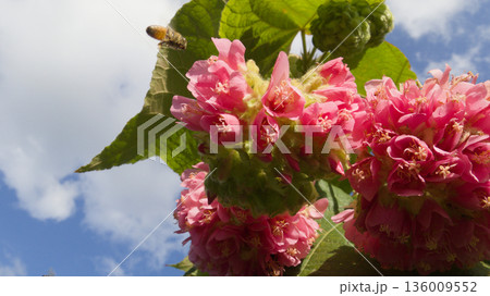 ドンベヤ・ワリッキーの花と蜜を集めるミツバチ ドンベヤ・ワリッキーの花と蜜を集めるミツバチ 136009552