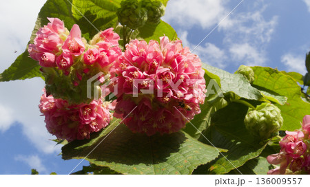 ドンベヤ・ワリッキーの花と蜜を集めるミツバチ ドンベヤ・ワリッキーの花と蜜を集めるミツバチ 136009557