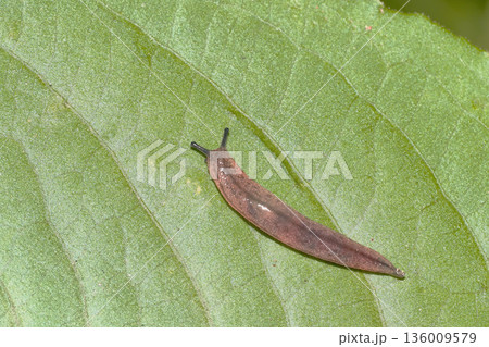 ナメクジの一種 136009579