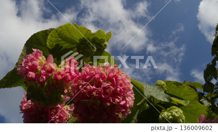 南国に咲くドンベヤ・ワリッキーの花 南国に咲くドンベヤ・ワリッキーの花 136009602