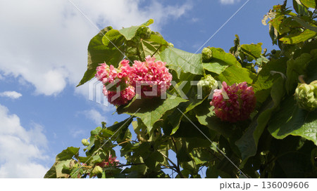 南国に咲くドンベヤ・ワリッキーの花 南国に咲くドンベヤ・ワリッキーの花 136009606