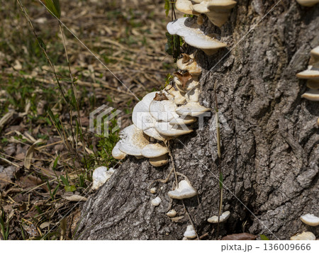 切り株に生えたシロハカワラタケ 136009666