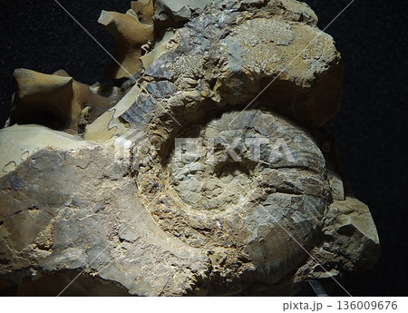 アンモナイト化石 136009676