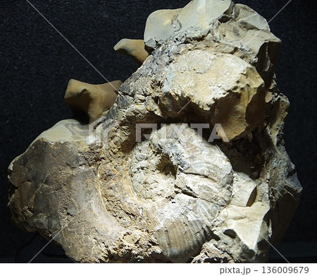 アンモナイト化石 136009679