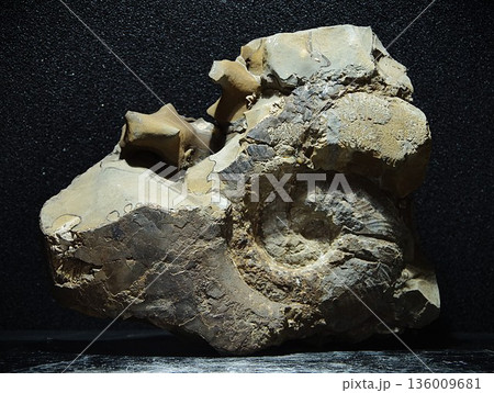 アンモナイト化石 136009681