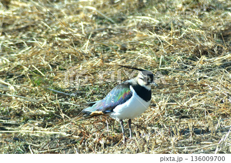 冬の田圃でエサを探して歩くタゲリ 冬の田圃でエサを探して歩くタゲリ 136009700