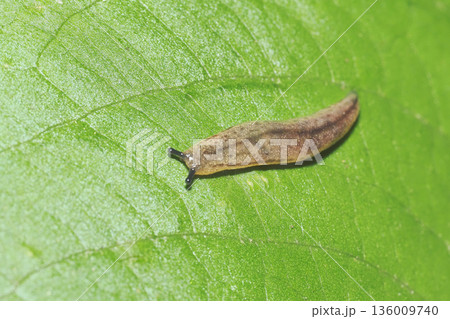 ナメクジの一種 136009740