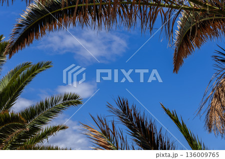 Palm fronds framing blue sky with soft clouds seen from below detailed textures and copy space 136009765