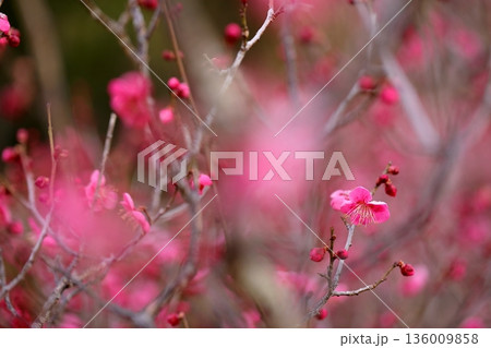 早春の梅 136009858