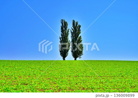 美瑛の丘の風景 136009899