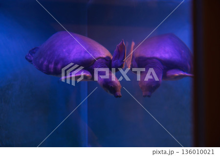 Pig nosed or Fly River turtle swim with reflect on mirror Pig nosed or Fly River turtle swim with reflect on mirror 136010021