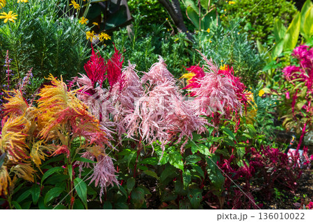 Plumed Celosia flowers (Celosia 136010022