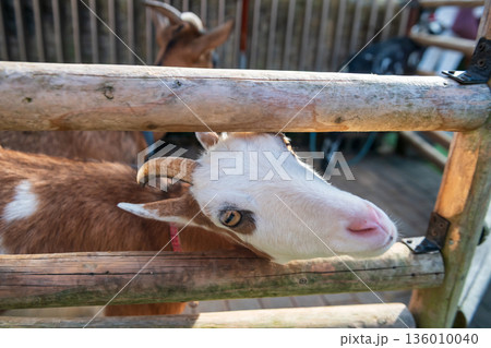 cute goat beg for foog in stable, Yufuin floral village, Oita cute goat beg for foog in stable, Yufuin floral village, Oita 136010040
