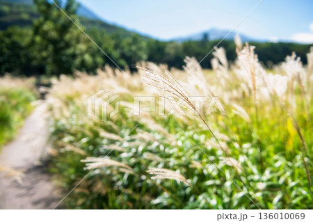 Closeup Miscanthus grass flower of grassland Tadewara Wetlands, Oita 136010069