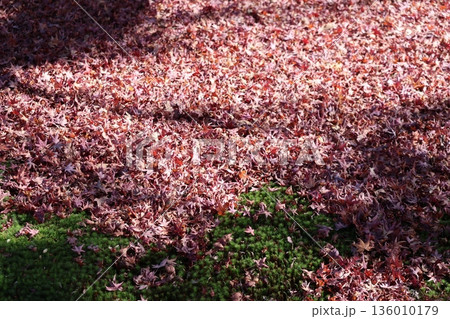 赤く色づくもみじの枯葉の落葉の地面の風景 赤く色づくもみじの枯葉の落葉の地面の風景 136010179
