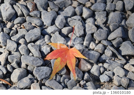 小石の地面の上の1枚の色づくもみじの葉っぱの風景 小石の地面の上の1枚の色づくもみじの葉っぱの風景 136010180