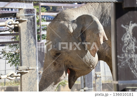 動物園にいるアジアゾウのアップの風景 動物園にいるアジアゾウのアップの風景 136010181